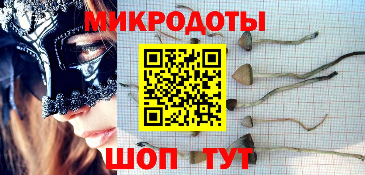 Псилоцибиновые грибы Psilocybe Губаха