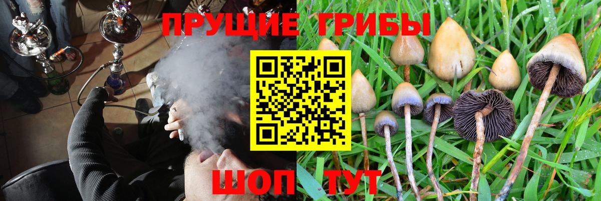 Галлюциногенные грибы MAGIC MUSHROOMS  Псилоцибиновые грибы GOLDEN TEACHER  Губаха 