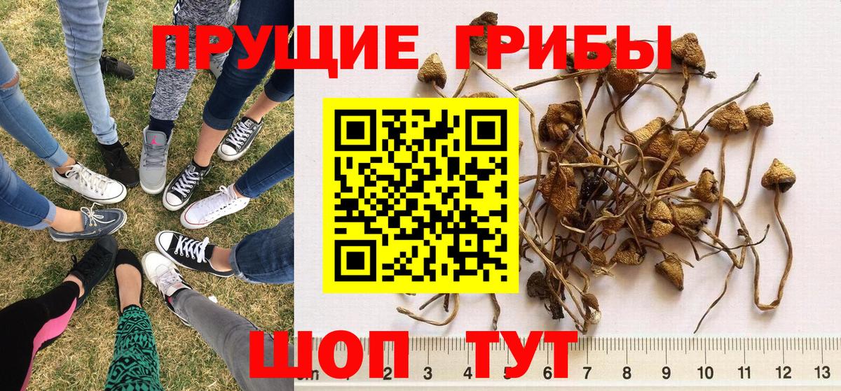 Галлюциногенные грибы Psilocybine cubensis  Вход с VPN  Губаха 